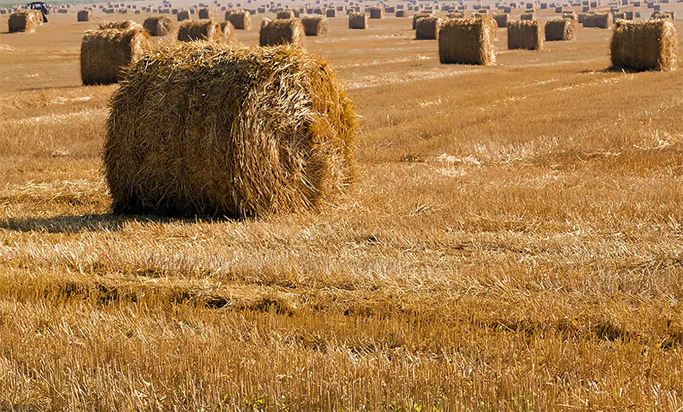 Straw,Rice Straw, Pasture Biomass Pellet Line (1)